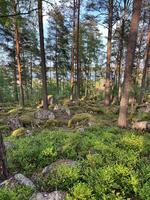 photo of summer coniferous forest with large stones