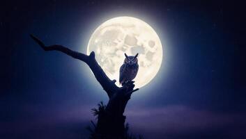Owl on tree branch at night with moon in background photo