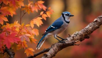 A blue jay perched on a branch in front of autumn leaves photo