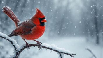 Vibrant red bird perched on snowy branch during winter snowfall photo