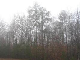 a field with trees and grass in the fog photo