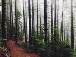 a trail in the woods with trees and fog photo