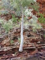 a lone tree stands on the edge of a cliff photo
