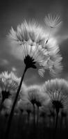 Flowers sway in the breeze. Delicate flowers with fluffy white seeds gracefully sway in a gentle wind beneath an overcast sky during twilight hours. photo
