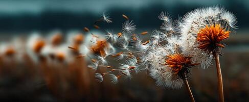 Dandelions releasing seeds. Dandelions in a field release fluffy seeds as they sway in the soft wind, creating a delicate and serene atmosphere. photo
