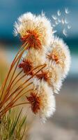 Dandelion puffballs sway in soft breeze. Dandelion puffballs sway gently in the green grass by a tranquil body of water. photo