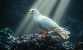 White dove resting on a rock in sunlight. A white dove perches on a dark rock, illuminated by soft sunlight, creating a serene and peaceful atmosphere. photo