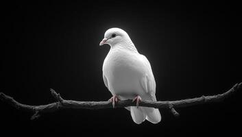 Dove on a branch in daylight. A white dove perches on a bare branch, embodying grace and tranquility in soft daylight. photo