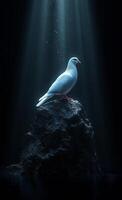 Pigeon on dark rock by water. A white pigeon stands on a rocky surface surrounded by dark water, illuminated by beams of light from above. photo