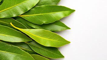 Fresh bay leaves on a white surface. Vibrant green bay leaves arranged neatly on a neutral white background showcasing their glossy texture and shape. photo
