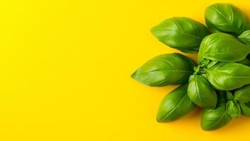 Basil leaves on a bright backdrop. Fresh and vibrant basil leaves gather on a vivid yellow background, showcasing their rich green color and texture. photo