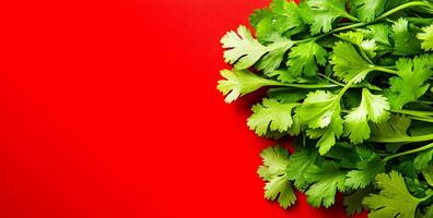 Cilantro on red background. Fresh green cilantro leaves laid out on a bright red surface, showcasing their texture and color. photo
