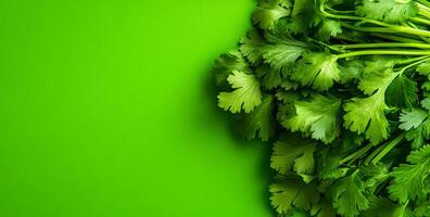 Cilantro on green backdrop. Cilantro is neatly arranged with vibrant, crisp leaves on a vivid green surface, showcasing its freshness and color. photo