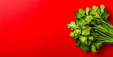 Cilantro on red background. A bunch of vibrant cilantro is displayed against a bold red background, highlighting its freshness and color. photo