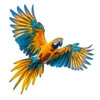 Colorful Macaw Bird in Flight with Stunning Blue and Yellow Feathers photo