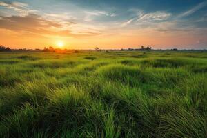 Lush green field at sunset photo