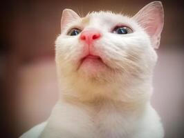 Cat Slightly Sticking Out Tongue. A white cat looks up with a proud gaze and its tongue slightly sticking out. photo