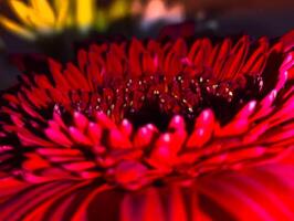 Close-up of a vibrant red gerbera daisy. photo