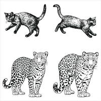 Jungle Predator Graphic Sketches vector