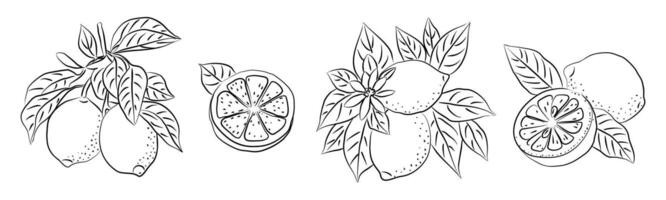 Hand drawn lemon set with whole, half fruits vector