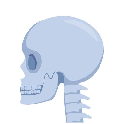 Skull, human body, head and neck bones side view