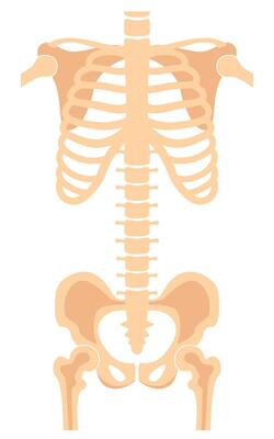 Human skeleton chest bones image. Torso shot. Medical analyzing. Anatomical bones. illustration.