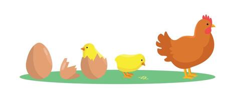 Evolution of the chicken. Origin and development of the chicken. From egg to chicken. Farm. Product. vector
