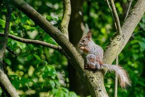 A squirrel in the process of seasonal molting, with a noticeably changing coloration, gnaws on a nut on a tree trunk. photo