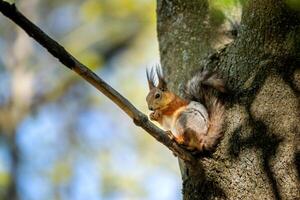 A fluffy squirrel with tufted ears nibbles on a nut, perched on a tree trunk. Wildlife. photo