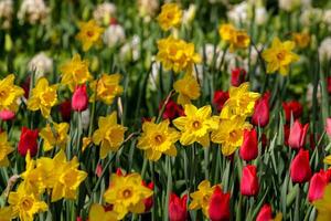 A bright flower meadow of yellow daffodils and red tulips against a background of green leaves photo