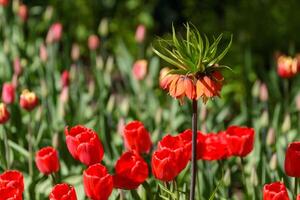 An imperial fritillary flower towers over a field of bright red tulips in a sunny garden. photo