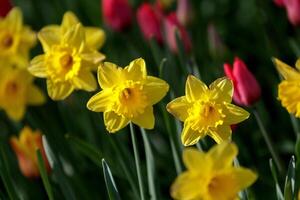 Blooming yellow daffodils in close-up against a background of red tulips and green stems on a sunny spring day. photo