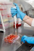A skilled hand in a blue glove pipettes a red liquid into the wells of a plate for laboratory work. photo