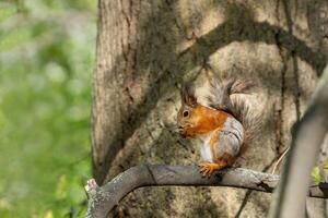 A charming squirrel with fur color changing due to molting sits on a tree branch in the world of wildlife. photo