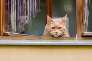 A serious ginger cat put its muzzle on the windowsill and looks out the window, tufts on its ears are visible photo