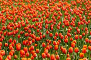 Red tulips with yellow edges on green stems grow densely in a field. photo