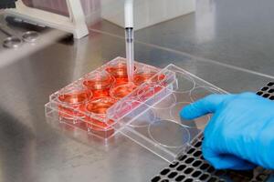 A hand in a blue glove pipettes red liquid into the wells of a laboratory plate on a table. photo