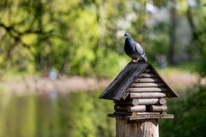 A gray pigeon with an iridescent neck sits on the roof of a wooden bird feeder in a sunny park. photo