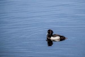 A black and white tufted duck with a yellow eye swims on the blue smooth surface of the water, reflecting in it. photo