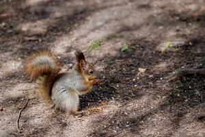 A small squirrel in the process of changing fur, reddish-gray in color, eats something tasty on the ground in the park. photo