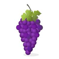 Grapes icon. Bunch of purple grapes with stem and leaf. illustration isolated on white background. vector