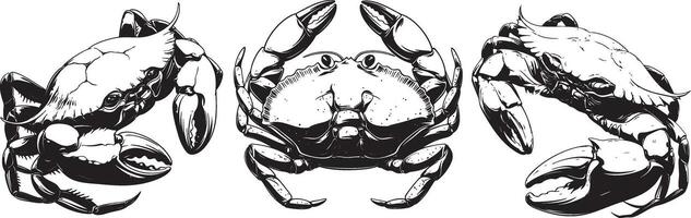 Three Crabs in Handdrawn Illustration vector