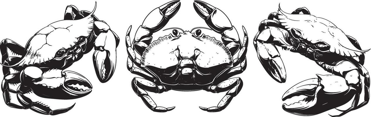 Three Crabs in Handdrawn Illustration