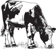 Monochrome illustration of cow grazing on grass in rural farm setting vector