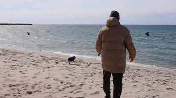 Man in a winter coat walking with a small dog on a sandy beach by the sea. Cold weather, sea breeze, and flying birds create a peaceful, natural atmosphere. photo