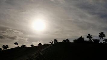 The sun is shining over palm trees on a hill photo