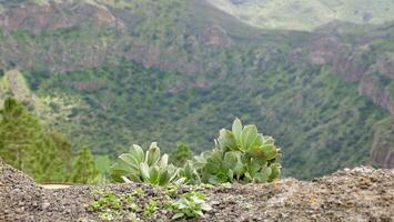 A plant growing on a rock in the middle of a mountain photo