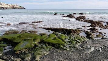 A rocky beach with green algae on it photo
