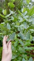 A hand reaching out to touch a plant photo