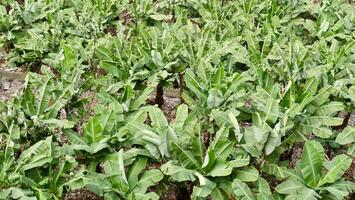 Banana plantation in the philippines photo